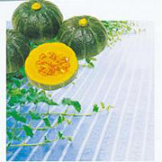 つるマルシート