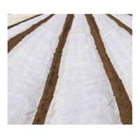 日石ワリフ（白）