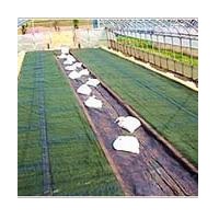 日石ワリフ（黒）