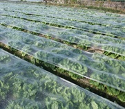 バロン愛菜NEO（ネオ）