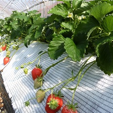 バロンスクリーンホワイト涼風