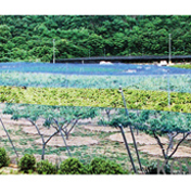 強力防鳥網 サイド張り 1000デニール