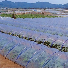 農ビ透明　厚さ0.05mm