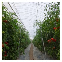 PO　カゲナシ５（加工品） 厚さ0.15mm