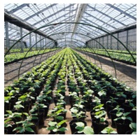 エフクリーン自然光 厚み0.06mm