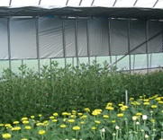 シルバーポリ保温用