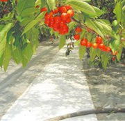 スノーテックス（反射用）