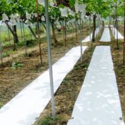 ワリフてるてる