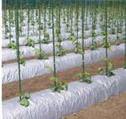 シルバーマルチＳＳ