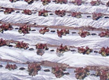 オリジナル国産シルバーマルチ 厚さ0.02mm