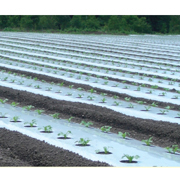 イワタニ 三層シルバーポリ 防虫マルチ