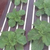 ムシコン 長さ200m(無孔)