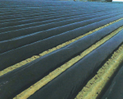 オリジナル国産黒マルチ 厚さ0.02ｍｍＸ長さ200m