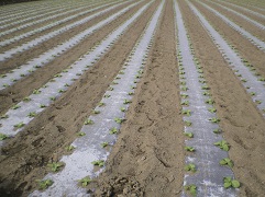 オリジナル透明マルチ（2つ折り）厚さ0.02mm