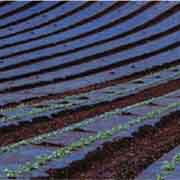 オリジナル透明マルチ厚さ0.02mmX長さ200ｍ