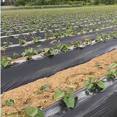 エコカルマルチ 黒 厚さ0.02mm