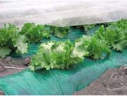 グリーンマルチダーク 厚さ0.03mm