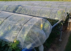 AG雨よけノウポリ　厚さ0.05mm