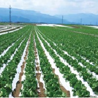 こかげマルチ 白黒 厚さ0.02mm