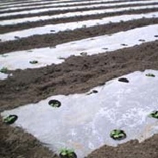 ホールマルチ半透明（銀ネズ）厚さ0.018mm×幅95cm×長さ200ｍ