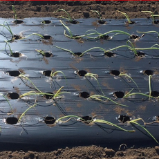 オリジナル国産黒ホールマルチ 厚さ0.02mmX幅95cmX長さ200ｍ