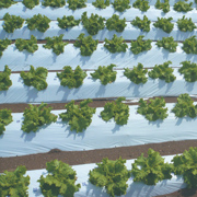 オリジナル国産白黒マルチ　厚み0.021mm