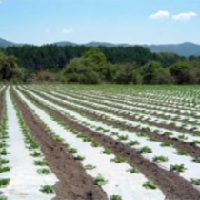 サンバイオ　半透明