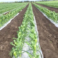 生分解 エコロームマルチ黒