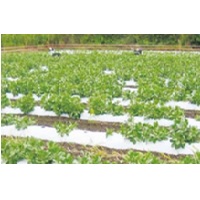 エコロームこかげ 白黒 200m