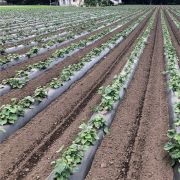 ネイチャーマスター　黒