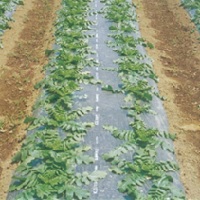 防虫マルチ黒（KOブラックマルチ） 厚さ0.02mmX長さ200ｍ