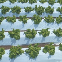 白黒サマーマルチ　厚さ0.025mm (全面有孔）