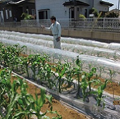 透明ＭＩＴＸマルチ  厚さ0.02mmX長さ200ｍ