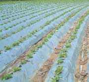 銀黒サマーマルチ(全面有孔)