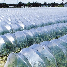 トンネルサンホット　厚さ0.05mm