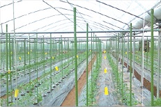 ねぶし竹　プロコート