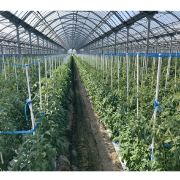 セキスイ イボ竹  ホワイト