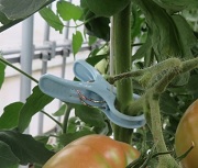 セキスイ誘引用ピンチ(細紐用）