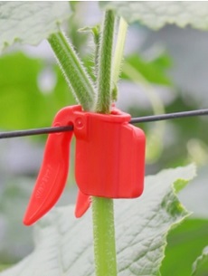 ペリカンキャッチ