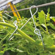 Uターン栽培誘引具「ラクターン」