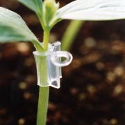 接ぎ木クリップ「スーパーアイドル」