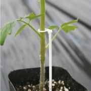 幼苗用支柱「たちんぼ」