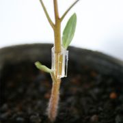 接ぎ木クリップ「絆（きずな）」