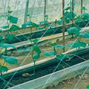 キュウリネット