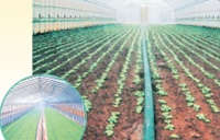 スミサンスイＲ育苗