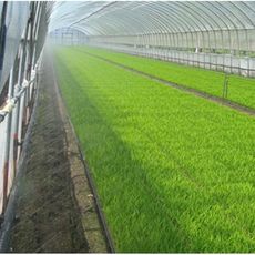 ミストエースS54