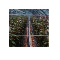 ミストエース20葉水くん