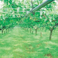 ミストエース20果樹