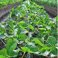 ネオドリップウエシタ