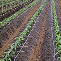 ネオドリップヨコシタ